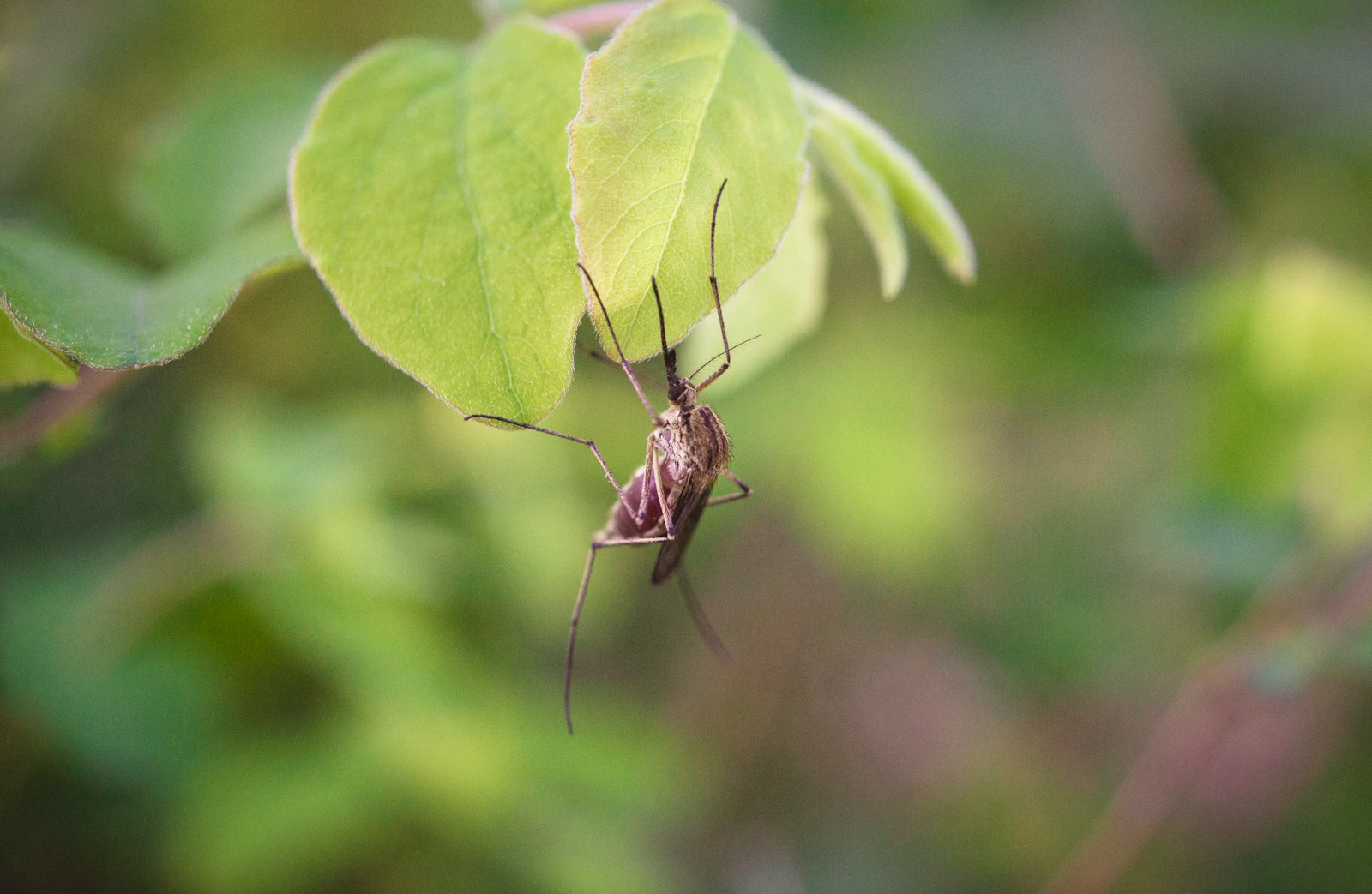 a mosquito sitting on top of a green leaf