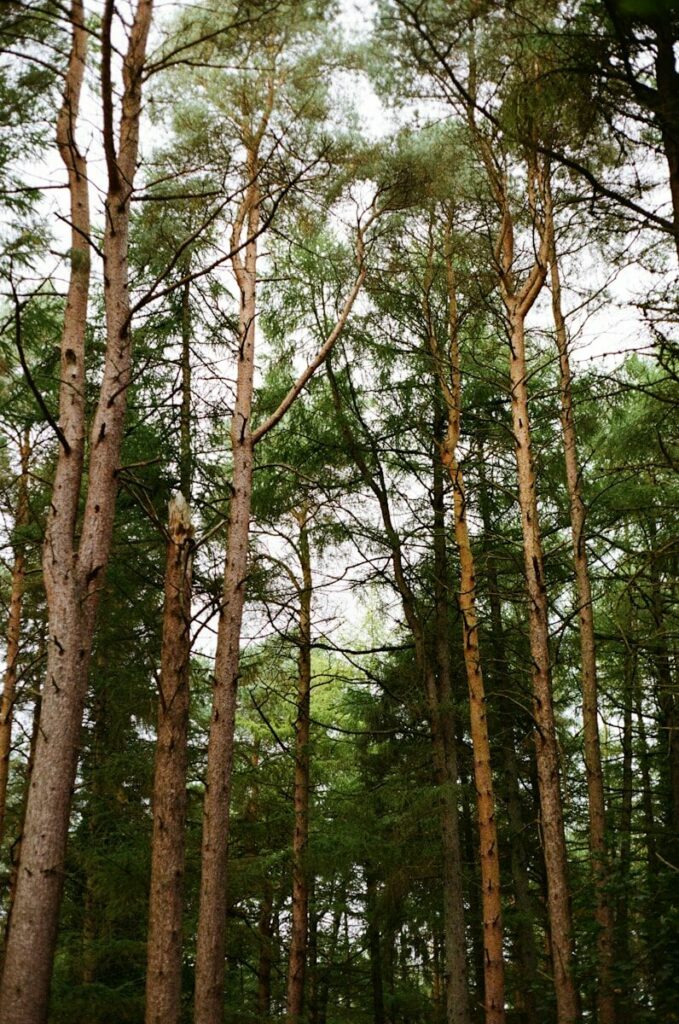 a forest filled with lots of tall trees