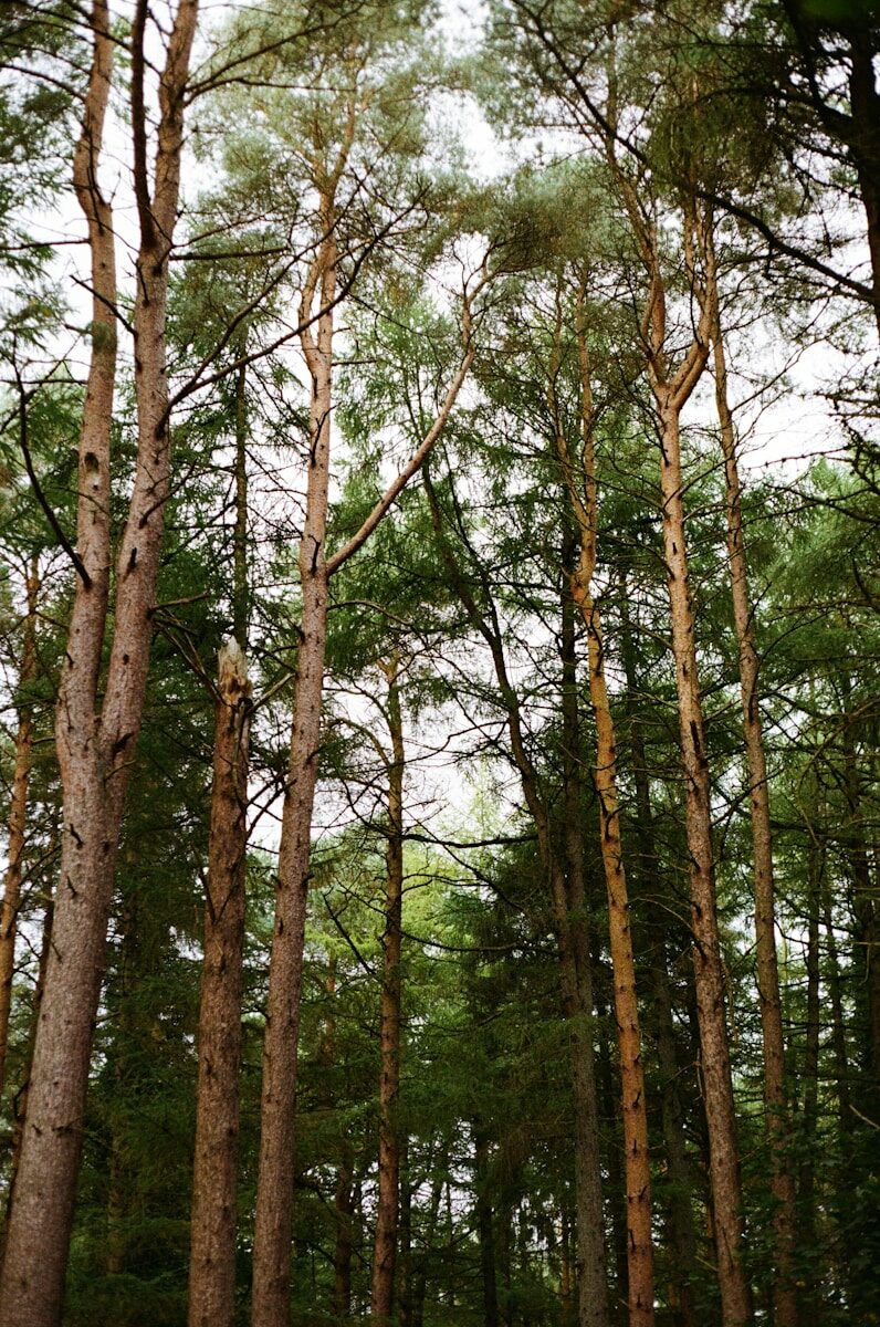 a forest filled with lots of tall trees
